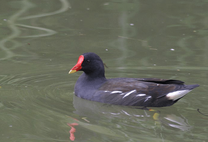 Moorhen
