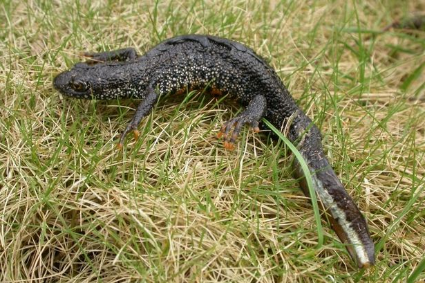Newt