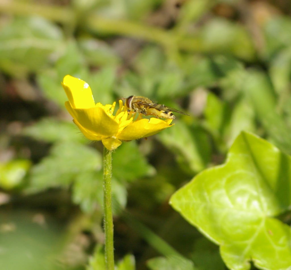 insect_01